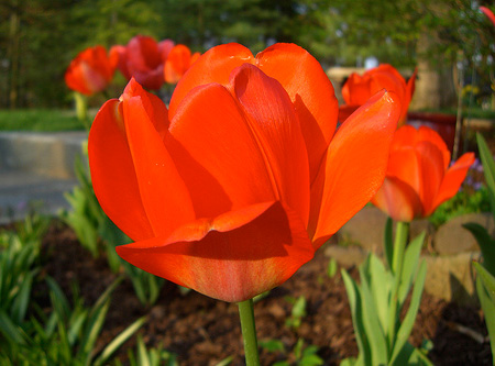 Tulip