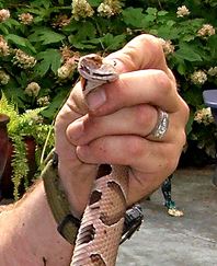 Snake