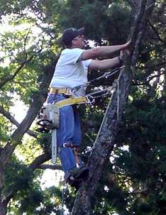 Treeguy