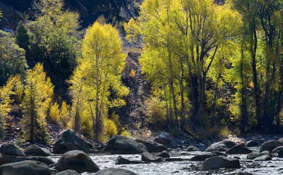 Willows by a Creek