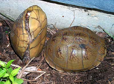 Turtles