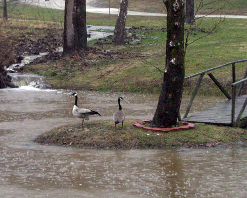 Wetgeese