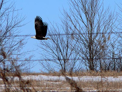 Bald Eagle