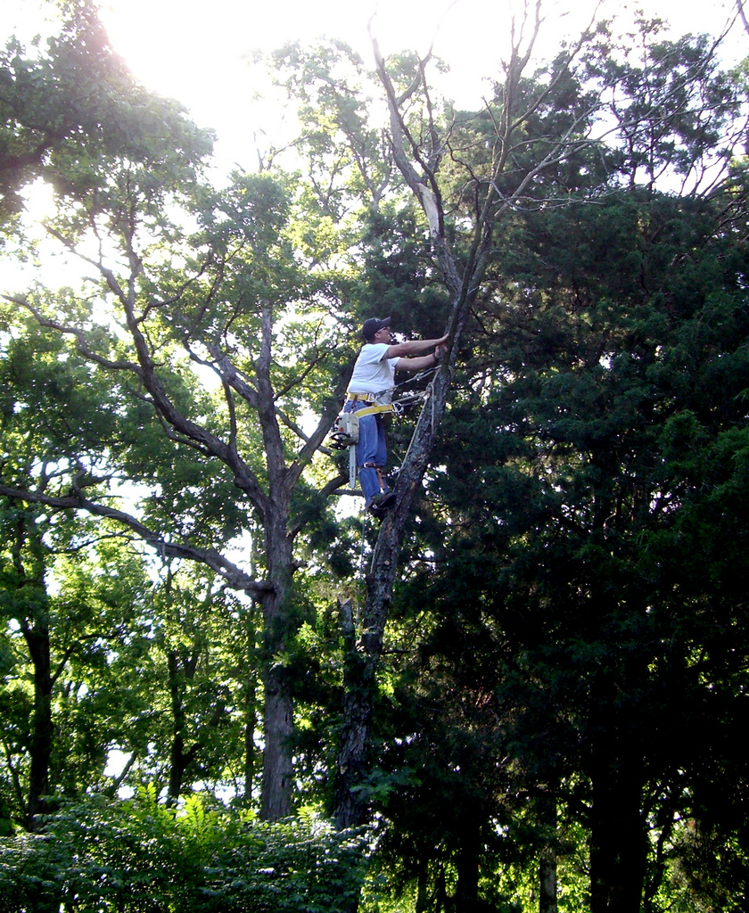 tree-trimmer