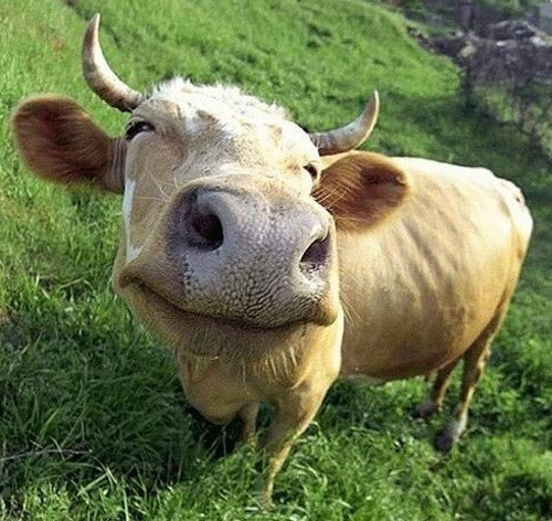 smiling_cow